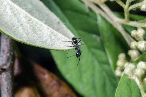 Macro of an ant Stock Photos
