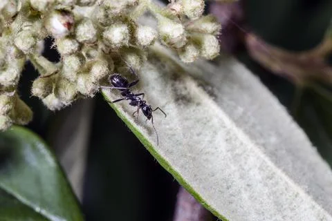 Macro of an ant Фото