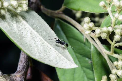 Macro of an ant Stock Photos
