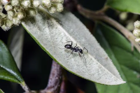 Macro of an ant Фото