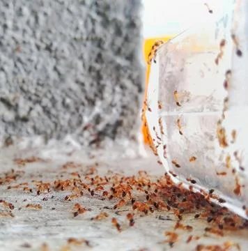 Macro ant Stock Photos