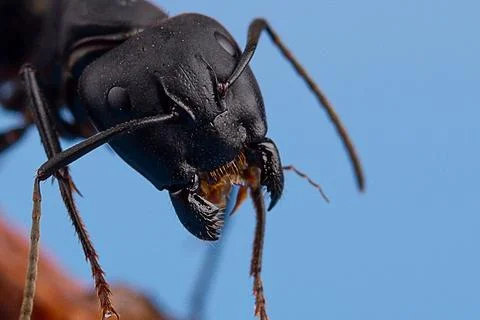 Macro ant portrait Stock Photos