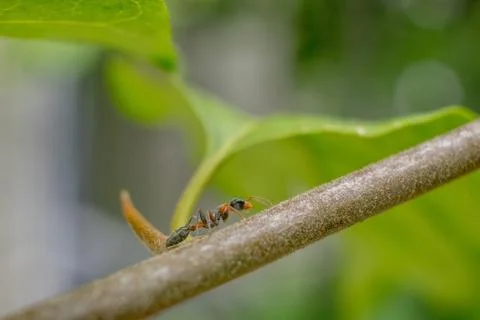 Macro Ant on a Tree Stock Photos