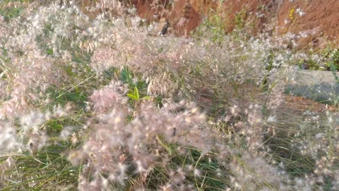 Macro ant walking on white pink fluffy grass swaying golden hour 4k Stock-Footage 341775747