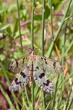 Macro antlion on grass Stock Photos