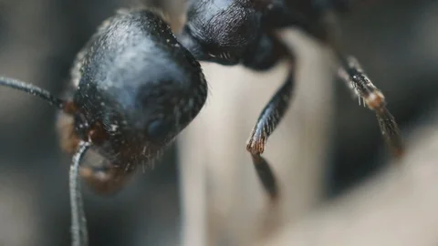 Macro Ants 01 Stock Footage 113465513