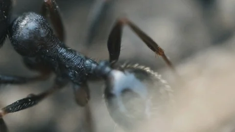 Macro Ants 02 Stock Footage 113466520
