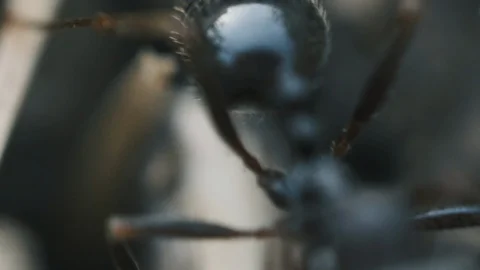 Macro Ants 03 Stock Footage 113464392