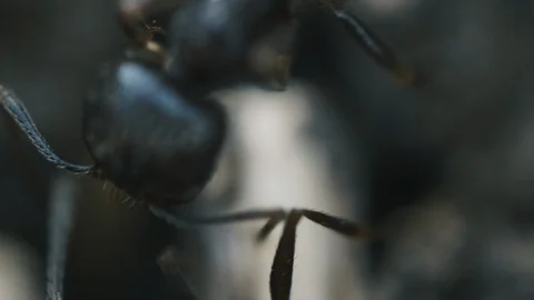 Macro Ants 04 Stock Footage 113465840