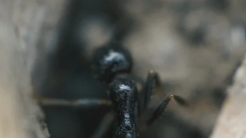 Macro Ants 05 Stock Footage 113463558