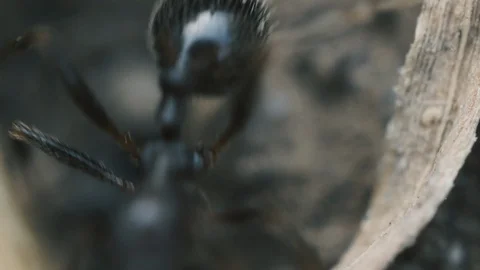 Macro Ants 06 Stock Footage 113464383