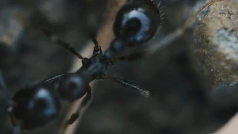 Macro Ants 07 Stock Footage 113465340