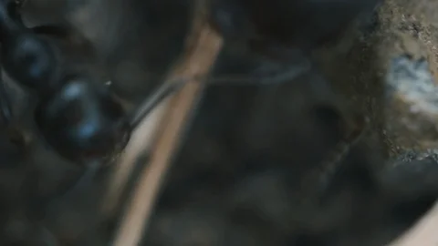 Macro Ants 08 Stock Footage 113465841
