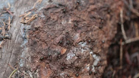 Macro Ants 1 Video stock 90862415