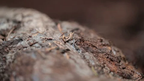Macro Ants 2 Video stock 90862022