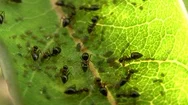 Macro Of Ants And Aphids On A Leaf Stock Footage