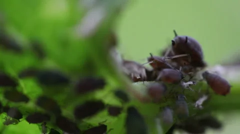 Macro ants aphid plant louse aphis bugs10 動画素材 1069609
