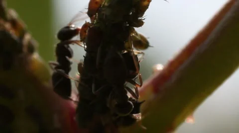 Macro ants aphid plant louse aphis bugs11 動画素材 1069613