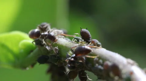 Macro ants aphid plant louse aphis bugs12 動画素材 1069618