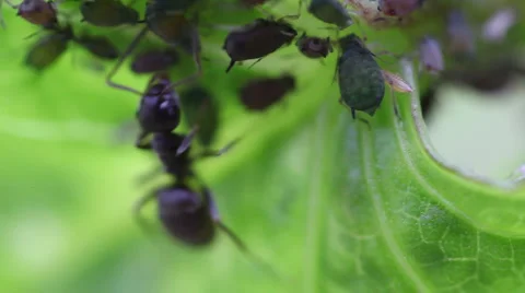 Macro ants aphid plant louse aphis bugs2 Stock Footage