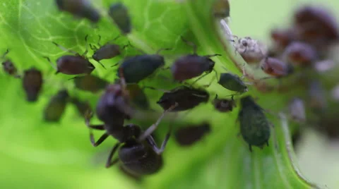 Macro ants aphid plant louse aphis bugs4 스톡 동영상 1069624