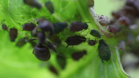 Macro ants aphid plant louse aphis bugs5 스톡 동영상 1069627