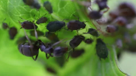 Macro ants aphid plant louse aphis bugs6 動画素材 1069629