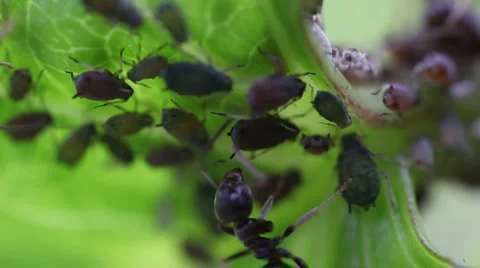 Macro ants aphid plant louse aphis bugs7 動画素材 1069632