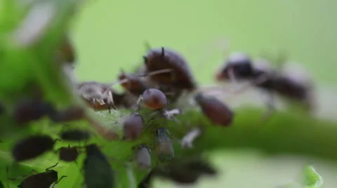 Macro ants aphid plant louse aphis bugs9 스톡 동영상 1069641