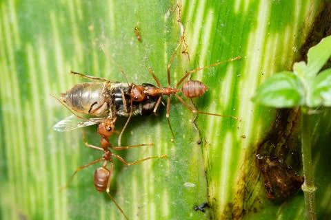 Macro ants are on the leaf Stock Photos