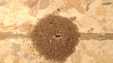 Macro of ants building nest on hard tile surface pushing fine stones outside Stock Footage 319985190