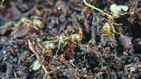 Macro Ants Carrying Eggs in Soil Vidéo 333475180