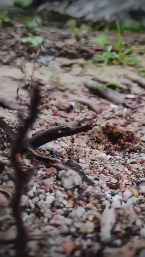 Macro-ants-colony-sandy-ground Video stock 328971751