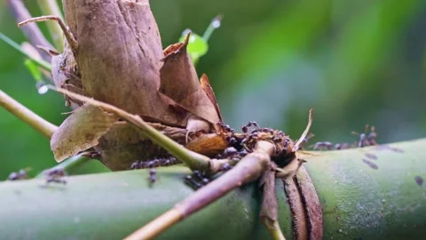 Macro of Ants Crawling on Bamboo Stem 스톡 동영상 343255021