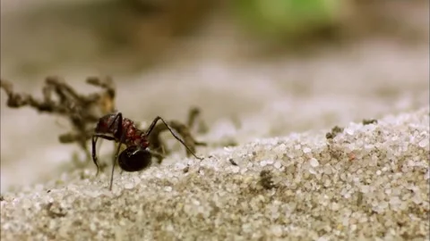 Macro of Ants Crawling on Bright Sandy Soil, Dry Ground, 4K Stockbeeldmateriaal 340316577