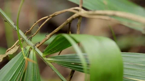 Macro Ants Crawling on Plant Stems and Leaves, Insect Activity in Nature Video stock 327205404