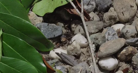 Macro of Ants Crawling on Rocky Ground Stock-Footage 334021545