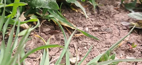 Macro of Ants Crawling on Soil in Nature Stock Footage 334065245