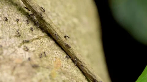 Macro Ants Crawling on Tree Bark, Insect Activity and Wildlife Behavior Video stock 327205410