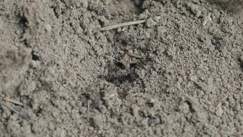 Macro of ants digging a nest in dirt Stock Footage 311548154