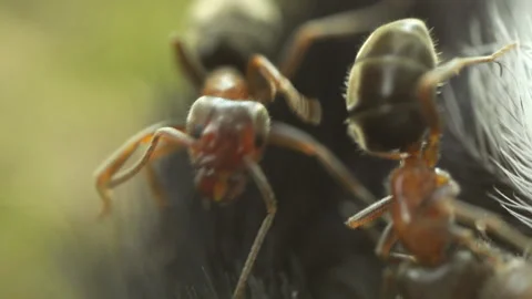 Macro ants eating bird Stock Footage 188635890