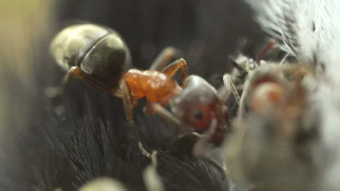 Macro ants eating chickadee bird Stock Footage 188635896
