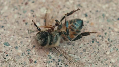 Macro of ants eating a dead bee on concrete Stock Footage 280140502