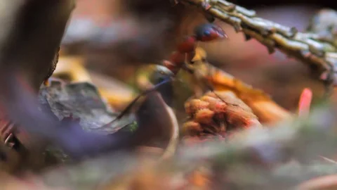 Macro ants Stock Footage 92141550