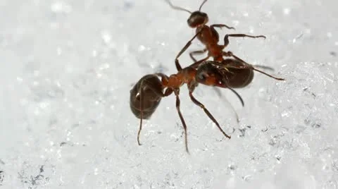 Macro of ants (Formica rufa) walking on icy snow. Stock Footage 11339072