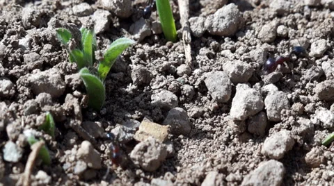Macro of ants on a ground Stock Footage 37183821