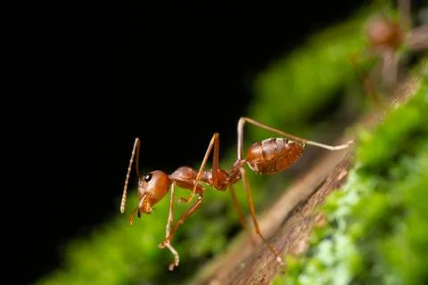 Macro ants on plants Stock Photos