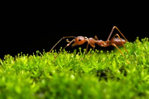 Macro ants on plants Stock Photos