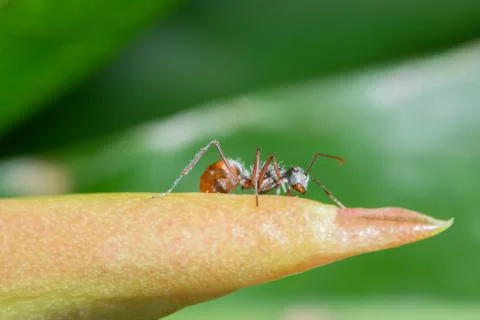 Macro Ants on Plants Stock Photos