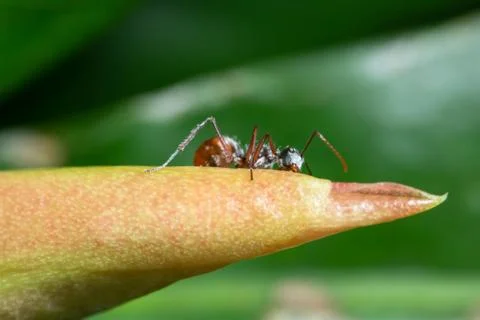 Macro Ants on Plants Stock Photos